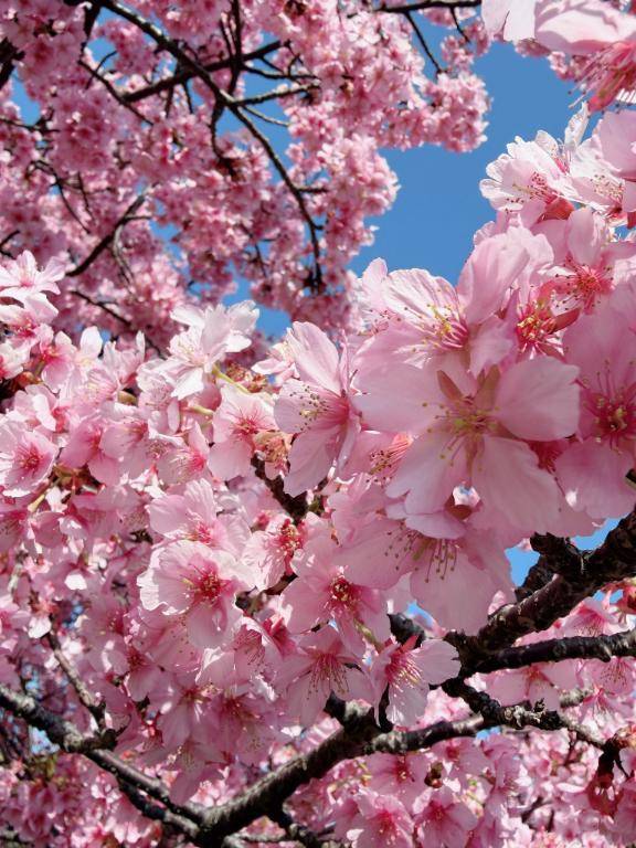 保科はつねpicture